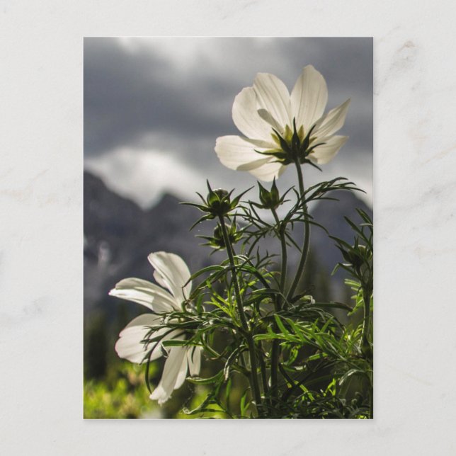 Carte Postale Fleurs blanches et montagnes (Devant)