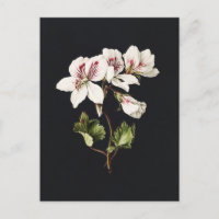 Fleurs blanches et roses vintage sur fond noir