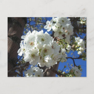 Carte Postale Fleurs blanches I Poirier ornemental