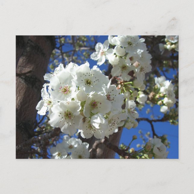 Carte Postale Fleurs blanches I Poirier ornemental (Devant)