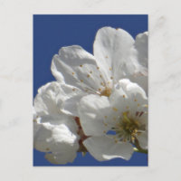 Fleurs blanches mignonnes