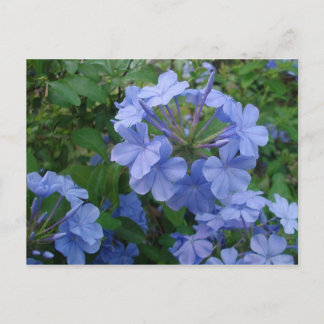 Carte postale - Fleurs bleues