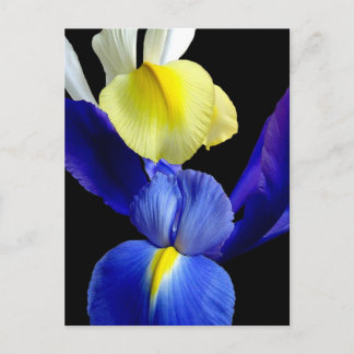 Carte Postale Fleurs bleues et jaunes Iris 4b