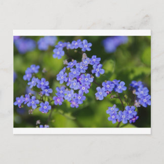 Carte Postale Fleurs Bleues Fleurs Destinées Paix Aimer Vine Par