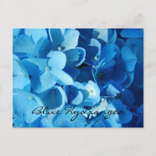 Carte Postale Fleurs bleues, hydrangea
