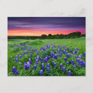 Carte Postale Fleurs   Bluebonnets à Sunset Texas