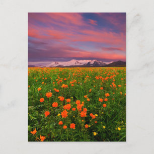 Carte Postale Fleurs   Champ de fleurs sauvages Montagnes enneig