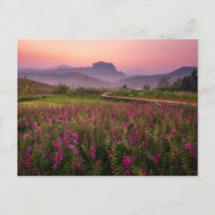 Carte Postale Fleurs   Chiang Dao, Chiang Mai, Thaïlande