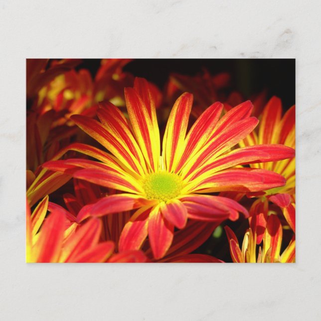 Carte Postale Fleurs chrysanthèmes rouges et jaunes personnalisa (Devant)