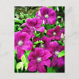 Carte Postale Fleurs Clematis