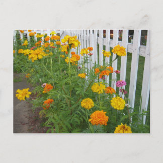 Carte Postale Fleurs & Clôture à claire-voie