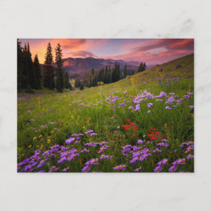 Carte Postale Fleurs   Colorado Fleur sauvage violet