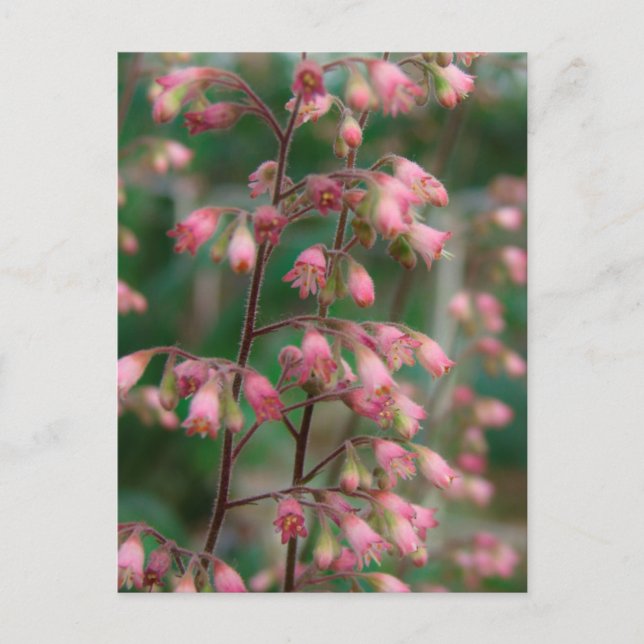 Carte Postale Fleurs Coralbell (Devant)