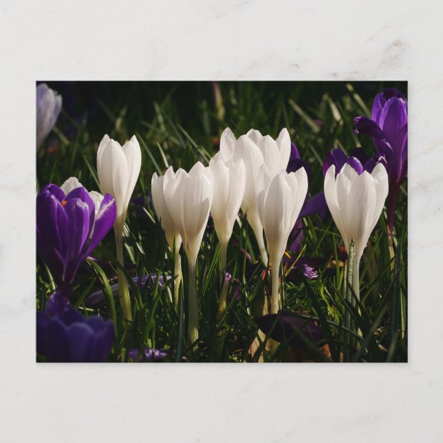 Carte postale Fleurs Crocus Blanches (Devant)