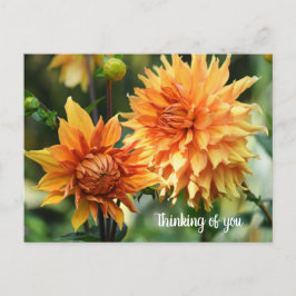 Carte Postale Fleurs dahlia orange et jaune à Wisley Gardens
