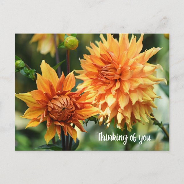 Carte Postale Fleurs dahlia orange et jaune à Wisley Gardens (Devant)