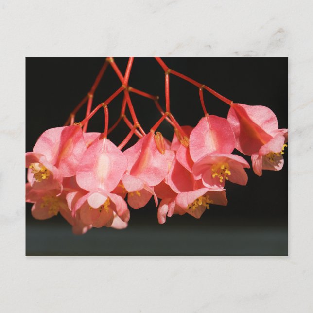 Carte Postale Fleurs d'aile rose Begonia Angel (Devant)