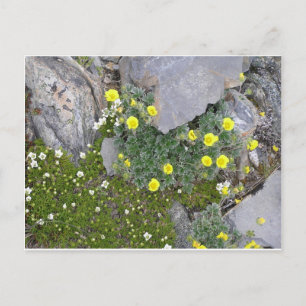 Carte Postale Fleurs d'Alaska dans le parc national du Denali