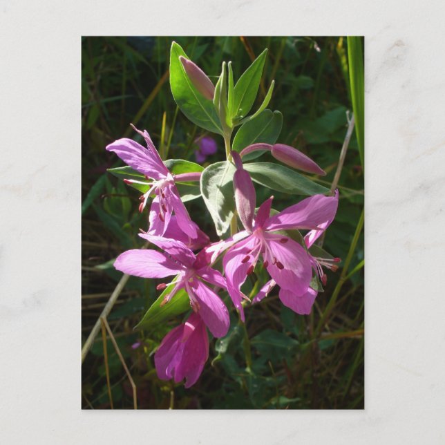 Carte Postale Fleurs d'algues naines, île de l'Unalaska (Devant)