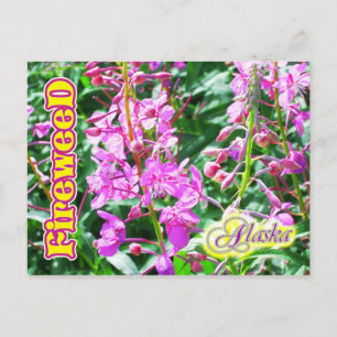 Carte Postale Fleurs d'algues roses en Alaska