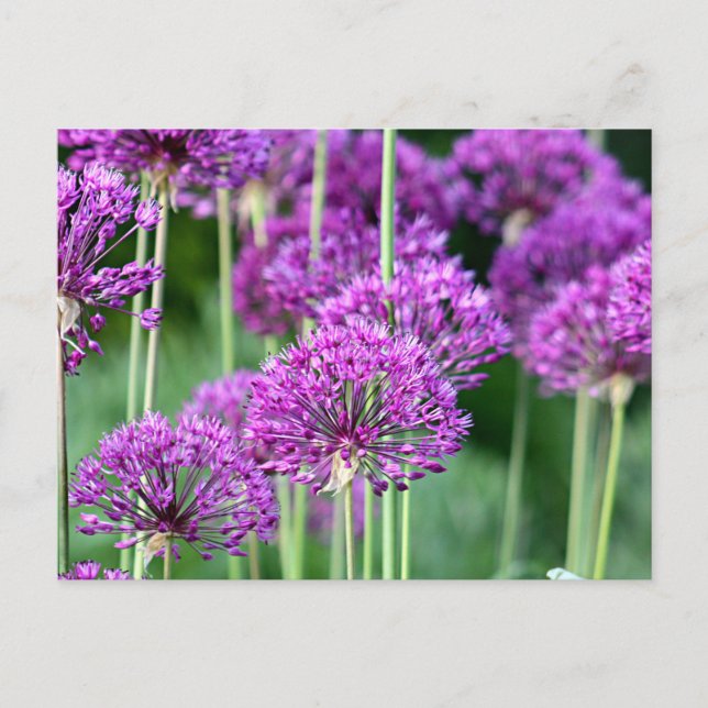 Carte Postale Fleurs d'Allium (Devant)