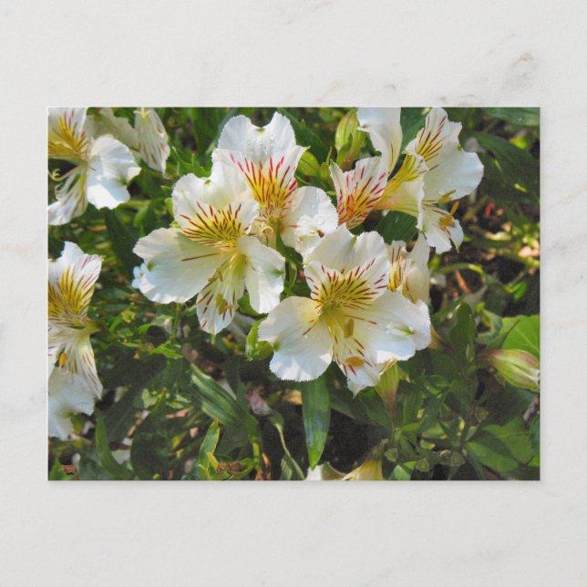 Carte Postale Fleurs d'Alstroemeria (Devant)