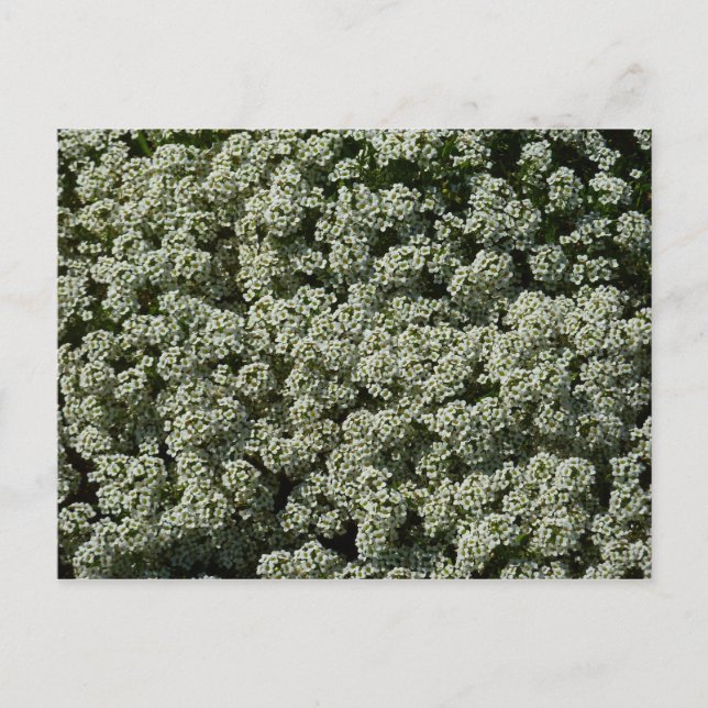 Carte Postale Fleurs d'Alysson odorant blanches (Devant)