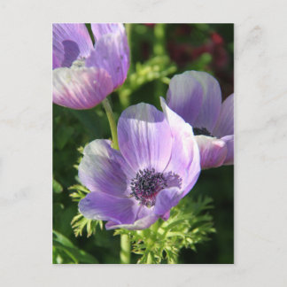 Carte postale Fleurs d'anémones violettes