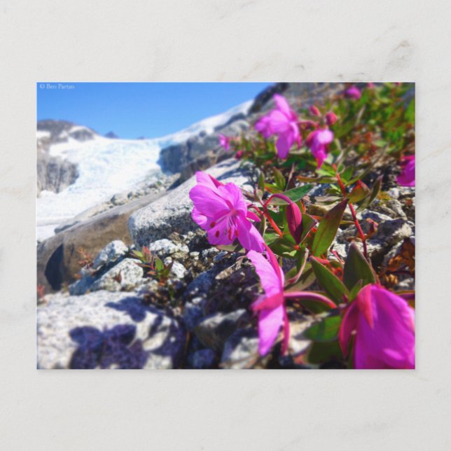 Carte Postale Fleurs dans la tranchée Gilkey (Devant)