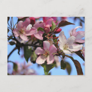 Carte Postale Fleurs d'Apple