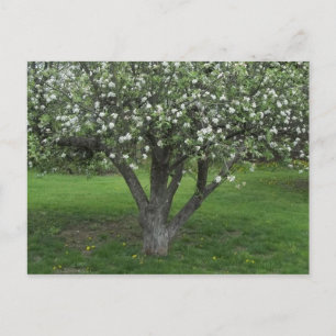 Carte Postale Fleurs d'Apple