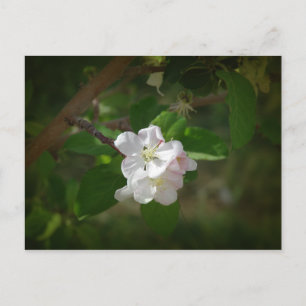 Carte Postale Fleurs d'Apple
