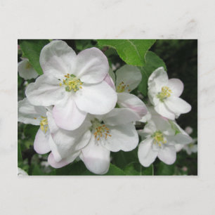 Carte Postale Fleurs d'Apple
