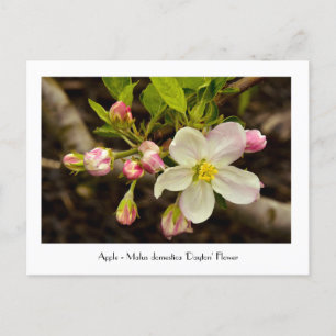 Carte Postale Fleurs d'Apple - Malus domestica 'Dayton'
