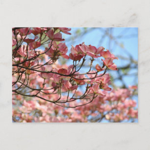 Carte postale Fleurs d'Arbre de Cornouiller Rose A