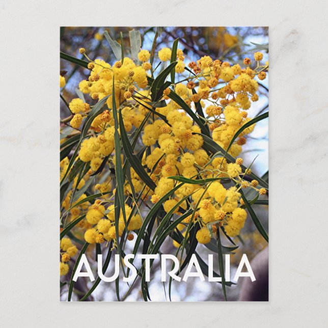 Carte Postale Fleurs d'arbre de mimosa australien jaune 2 (Devant)
