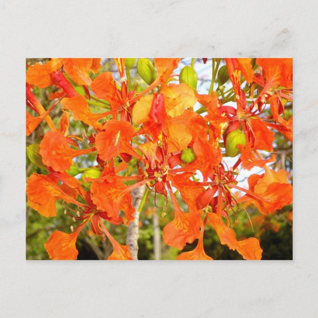 Carte Postale Fleurs d'arbres flamboyens (CloseUp) (Devant)