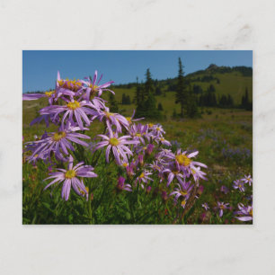 Carte Postale Fleurs d'aster violet au Mont Rainier