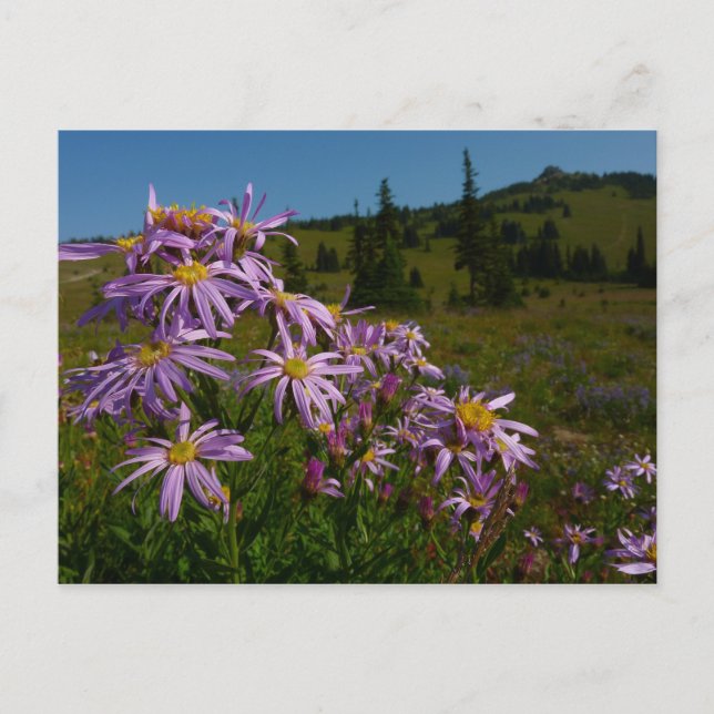 Carte Postale Fleurs d'aster violet au Mont Rainier (Devant)