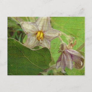 Carte Postale Fleurs d'aubergine
