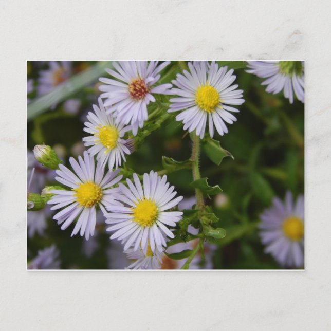 Carte Postale Fleurs d'automne (Devant)