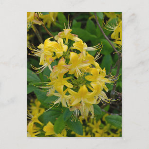 Carte Postale Fleurs d'azalée Rhododendron jaune