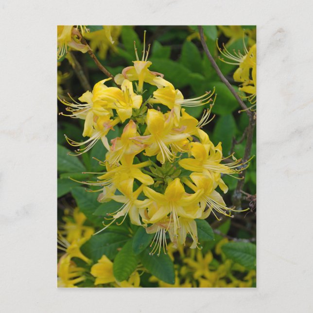 Carte Postale Fleurs d'azalée Rhododendron jaune (Devant)