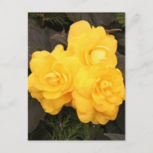 Carte Postale Fleurs de bégonia en or jaune