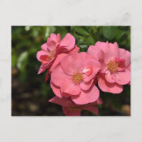 Fleurs de Begonia roses
