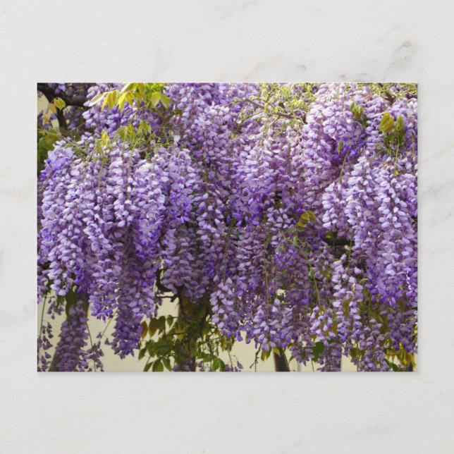 Carte Postale Fleurs de bisteria violet (Devant)