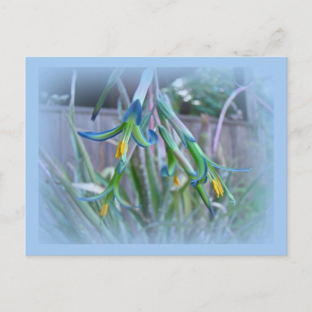 Carte Postale Fleurs de bromeliade sur bleu (Devant)