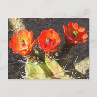 Carte Postale Fleurs de cactus