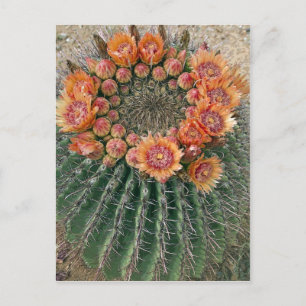 Carte Postale Fleurs de cactus 002d