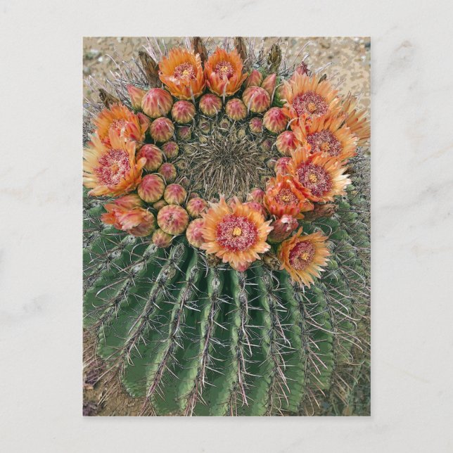 Carte Postale Fleurs de cactus 002d (Devant)